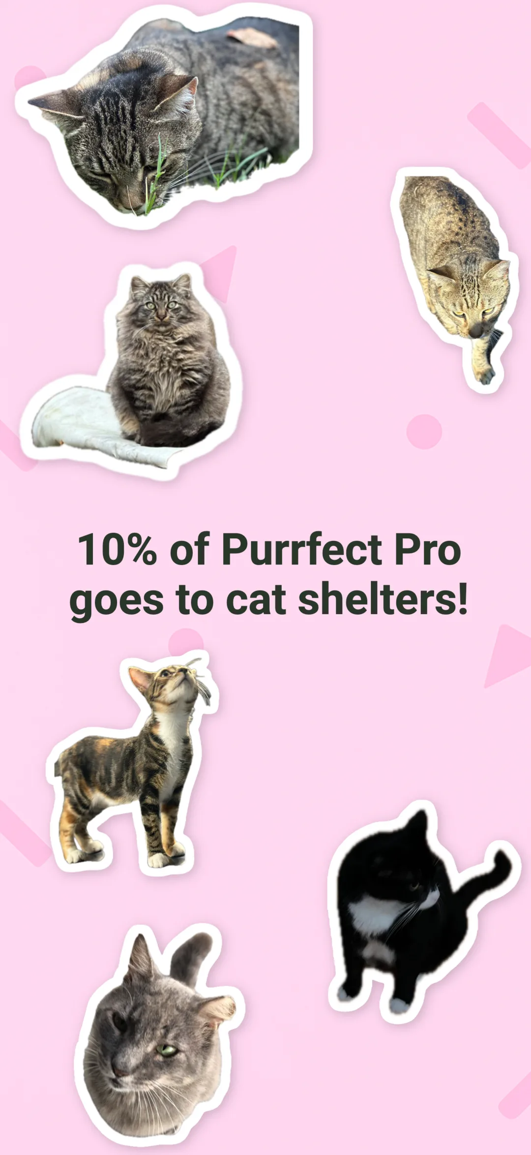 Pawsport: Cat Travel Passport screenshot 10